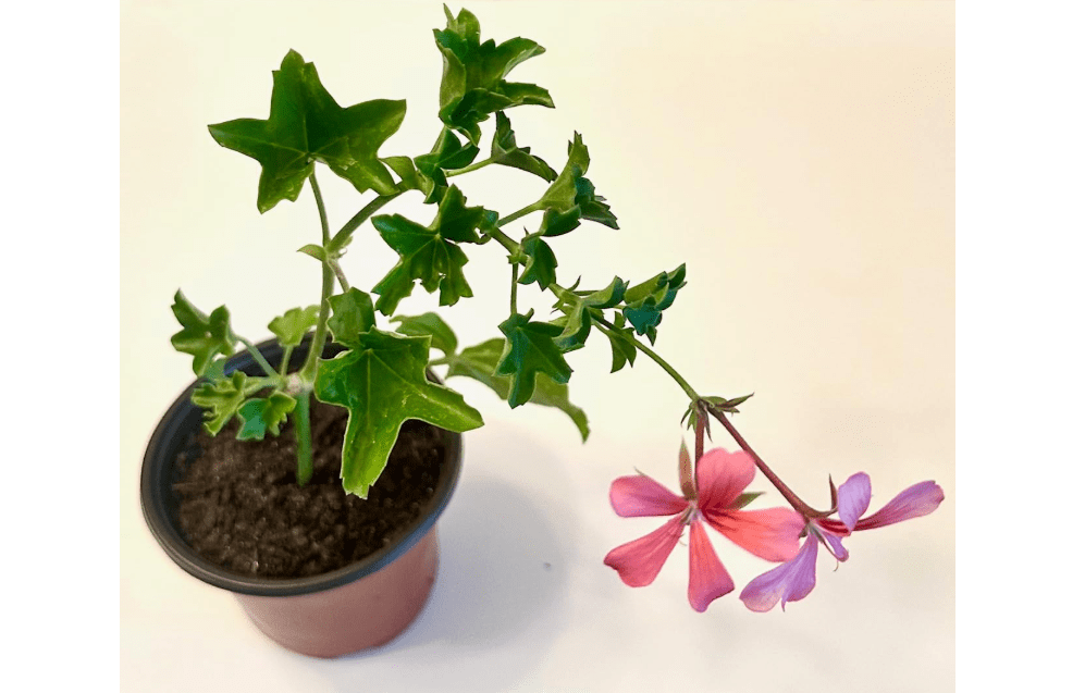  Set of 2 Live Ivy Geranium -Pelargonium Peltatum, Climbing Ivy Leaves with Pink Flowers, 2 Fully Rooted Plants 6-12" Long, Options of Single-Layer