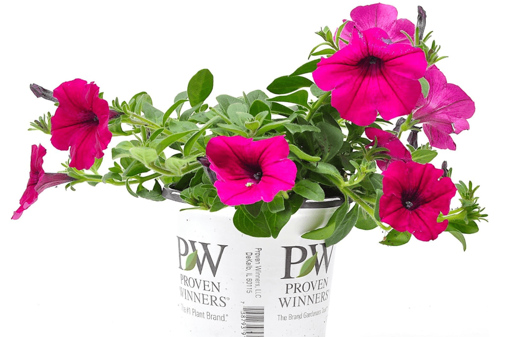  Supertunia Royal Magenta, Petunia Hybrid Live Plant, Flowering Plant, Flowers in Brilliant Color with Mounding and Trailing Habit, Cnt Sz: 4.5