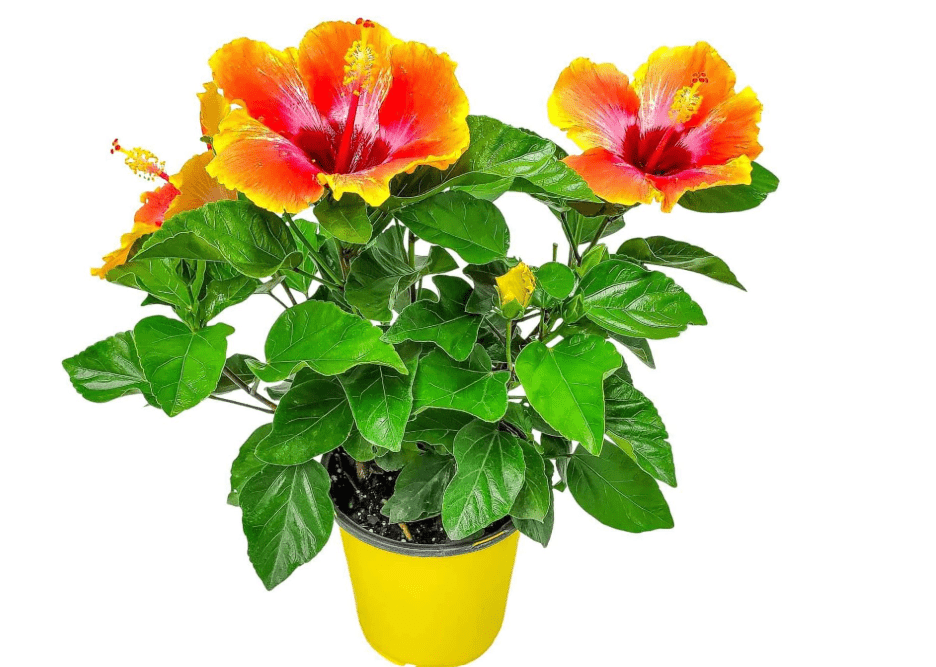  Fiesta Hibiscus Bush - Live Hibiscus Flowering Plant - Tropical Flower Plant - 1 Gallon Planter - Overall Height 10" to 14" - Tropical Plants of Florida