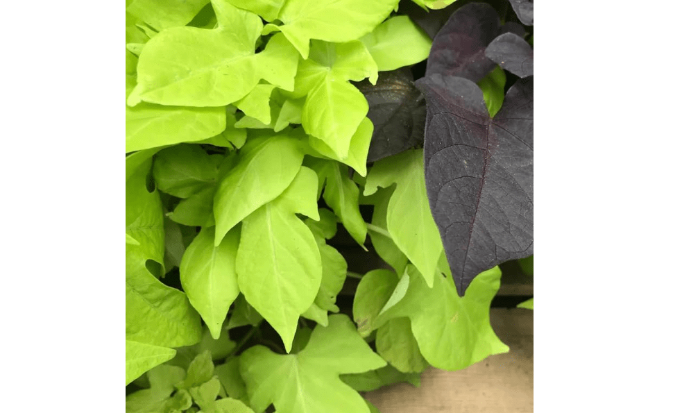  ELLA'S HOMES 10 White Sweet Potato Slips for Planting Outdoors, Sweet Potato Planting, Sweet Potato Vine Live Plant, Sweet Potato Vine Plant