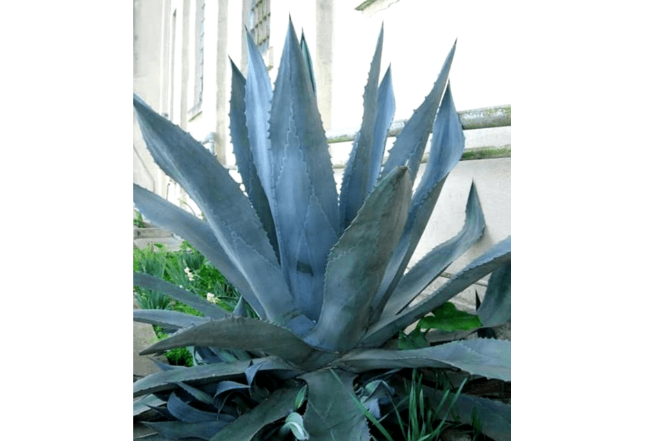 Agave Americana - Blue Agave - 2 Plants in Big Size
