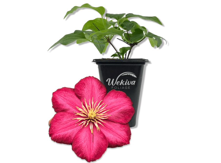 
Clematis Ernest Markham - Live Starter Plant in a 2 Inch Pot - Starter Plants Ready for The Garden - Beautiful Maroon Flowering Vine