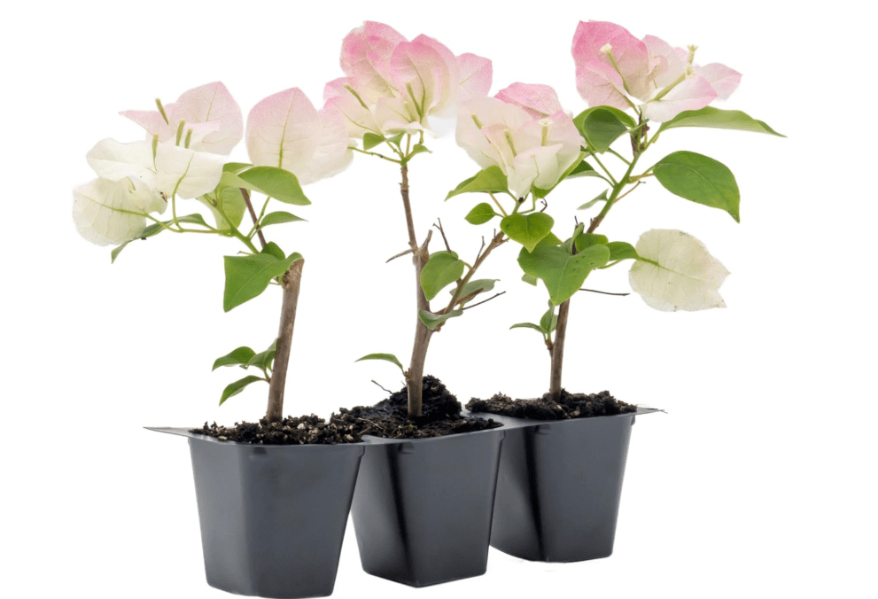 
3 Imperial Thai Delight Bougainvillea | Live Plants in 2.5-inch Nursery Cubes | Bougainvillea x Buttiana | Semi-Dwarf Evergreen Vine and Shru