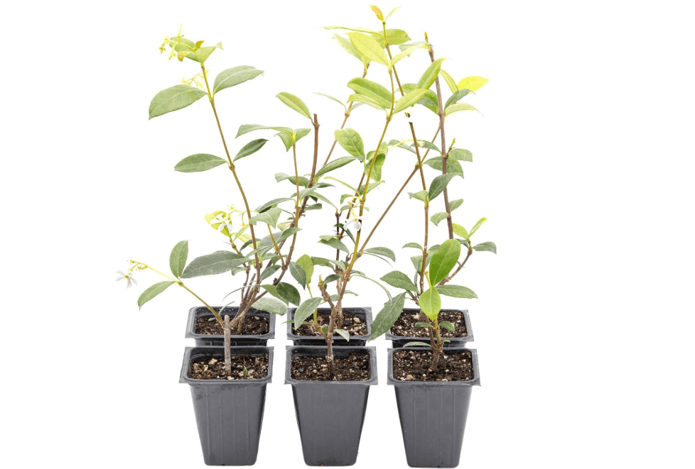 
6 Star Jasmine Plants in 3.5” Cubes | Live Fragrant Evergreen Climbing Vine with White Flowers | Fast-Growing Glossy Perennial for Trellises, Containers
