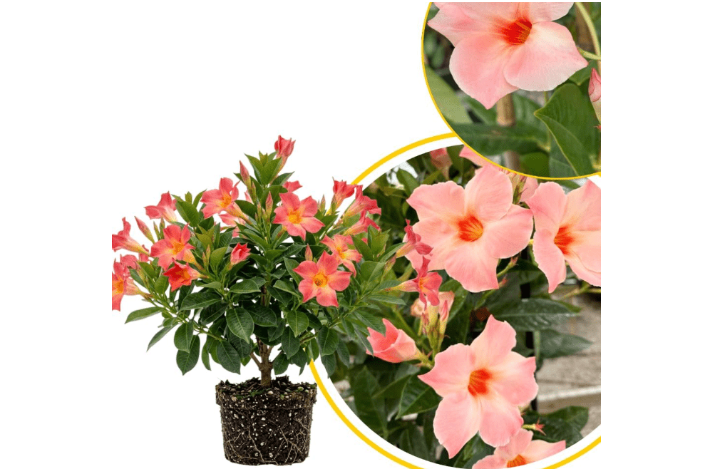 
Peach Mandevilla Live Plant, Mandevilla Flowering Vines Trellis, 4-6 Inches Tall, Indoor Outdoor Vine Flowering Plant for Outdoor