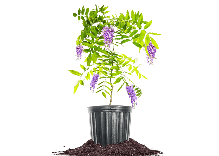 
Perfect Plants Amethyst Falls Wisteria Vine 1 Gallon | Live Shrub for Outdoor Planting | Fast Growing Vines for Trellis or Fence | Beautiful Purple Flowers