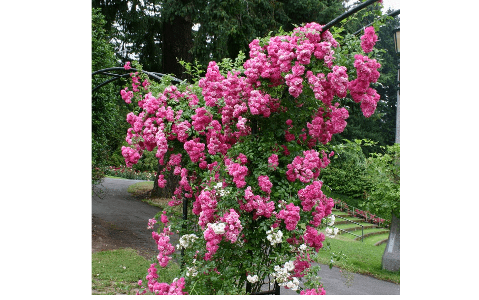 
Heirloom Rambling Roses, Live Own Root Plant, Super Dorothy® | Lightly Fragrant, Hardiness Zones: 5-10, Continual Blooming,For Outdoor Gardens