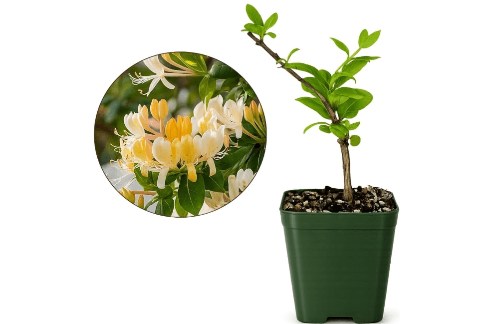 
Honeysuckle Plant Live, White Fragrant Japanese Climbing Vine, 2-Inch Pot | Fast-growing fragrant honeysuckle vine for fences, trellises & arbors