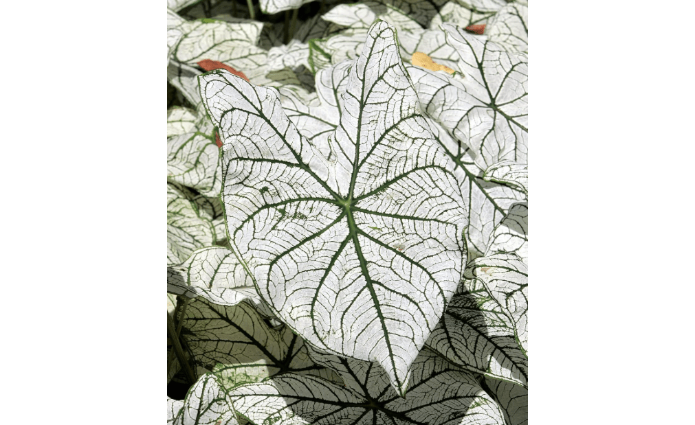 Angel Wings Caladium Bulbs for Planting - Easy & Fast Growing Indoor or Outdoor Plants