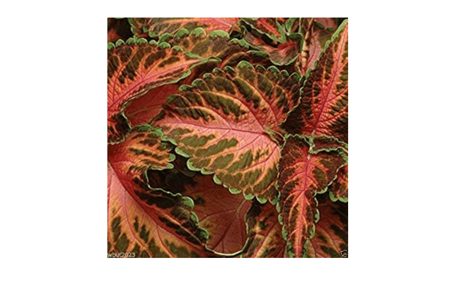 Coleus Wizard ,Coral Sunrise - Very Showy,Easy To Grow, Shade Loving Plant !(500 Seeds