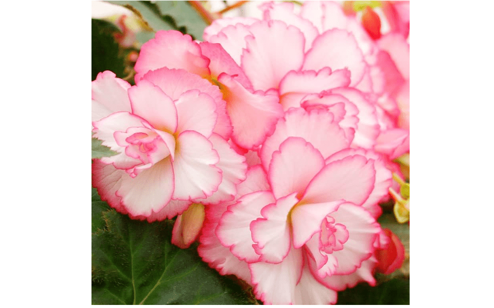 Bouton de Rose Double Camelia Begonia Flower Bulbs - 3 Tubers per Pack - Deer Resistant - Grows Well in Containers - Easy to Grow Live Plants