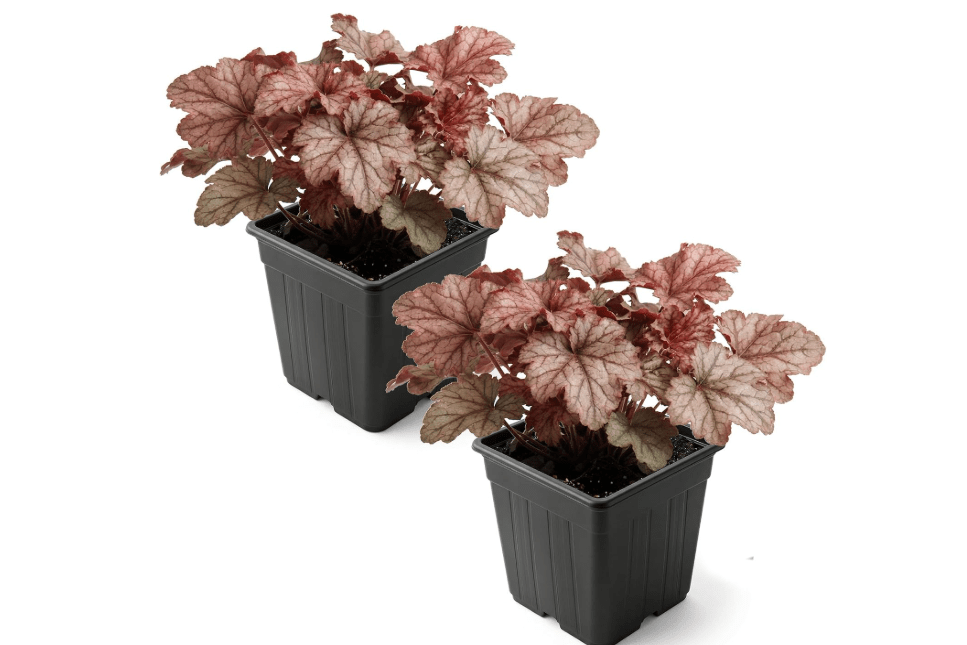 Live Heuchera Coral Bells 2-Pack – Peach Parfait – Shade Perennial Foliage Plant, 10” Tall, 1 Qt Po
