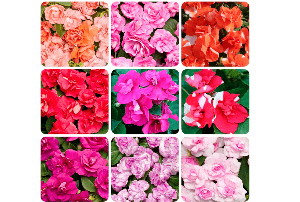 500+Impatiens Mixed Seeds for Planting Outdoor-Perennial Impatiens Balsamina Plants Ornamental Garden Potted Bonsai Indoor