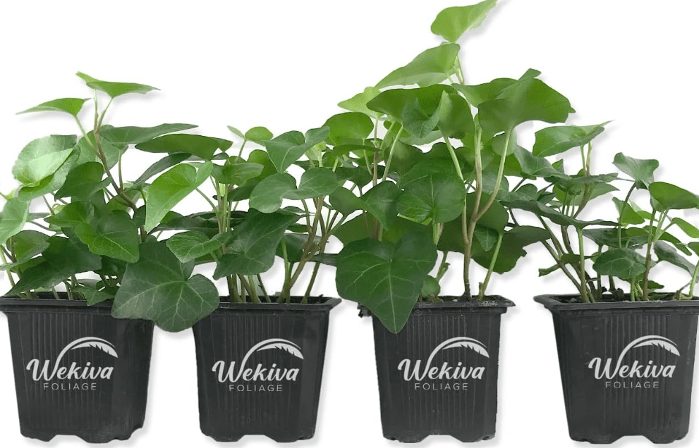 Green English Ivy - 4 Live Plants in 3 Inch Pots - Hedera Helix - Beautiful Easy Care Indoor Air Purifying Houseplant Vine