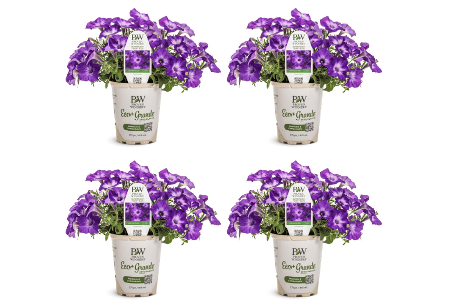 
Proven Winners Supertunia Blue Tiara Petunia Live Plant, Eco+ Grande, 4 Pack