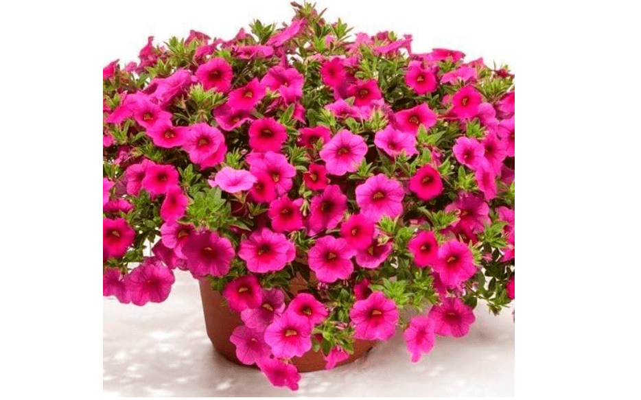 
100pcs Calibrachoa Flower Seeds for Planting, Pink Blooming Trailing Petunia Seeds for Hanging Baskets, Containers, and Garden Landscaping