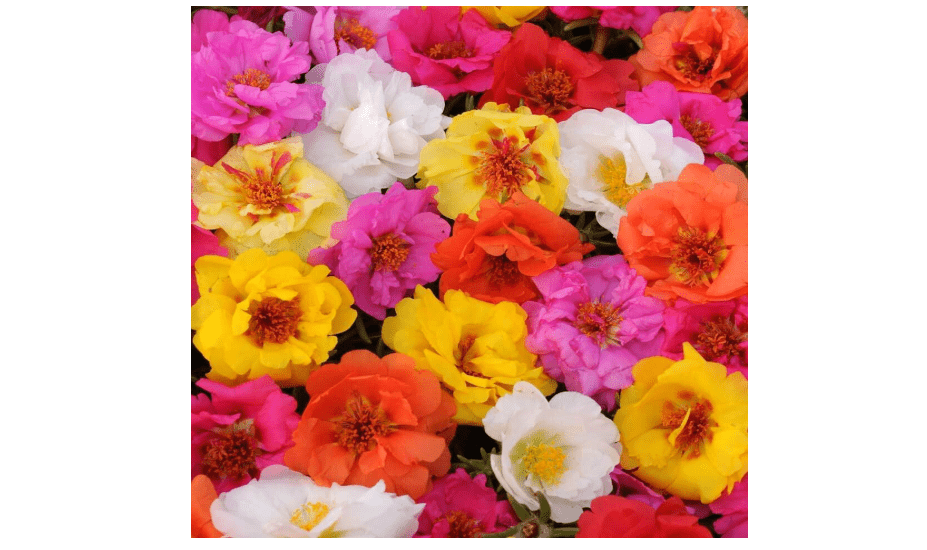 
Outsidepride Mixed Moss Rose Seeds - 250 Pcs Annual, Drought & Heat Tolerant, Pollinator Friendly Ground Cover Seeds for Planting w/Vibrant Blooms