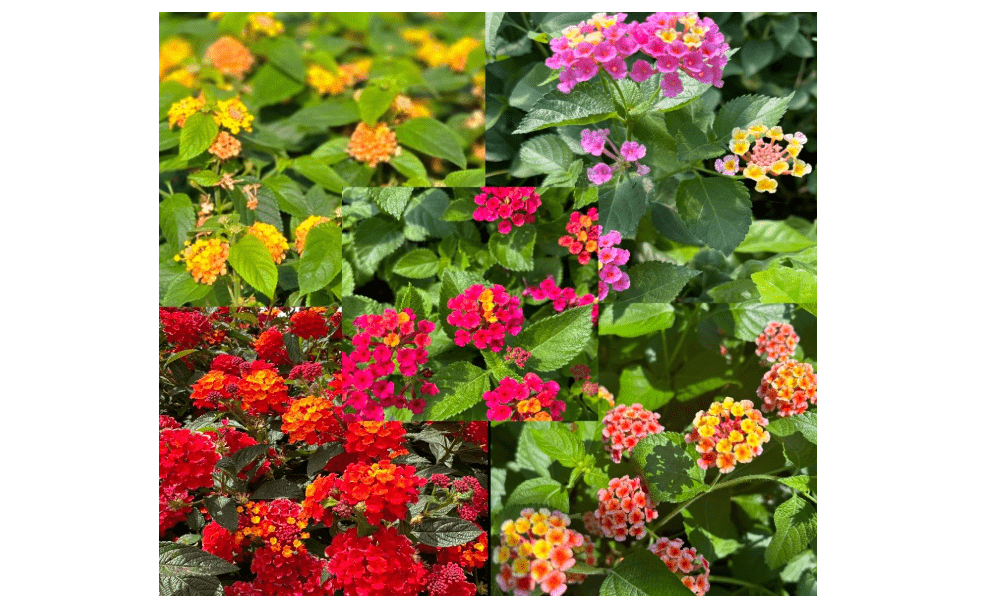 
Lantana Camara Flowers - Two (2) Mixed Starter Live Plants - Not Seeds - Natural Mosquito Repellant Garden - Attract Hummingbirds & Butterflies - in 4
