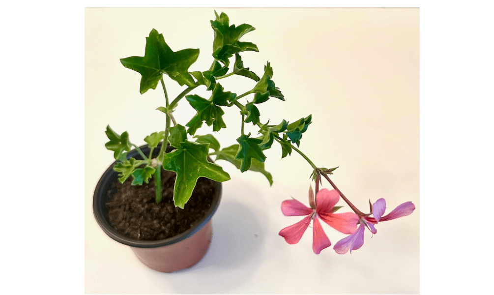 
Set of 2 Live Ivy Geranium -Pelargonium Peltatum, Climbing Ivy Leaves with Pink Flowers, 2 Fully Rooted Plants 6-12" Long, Options of Single-Layer