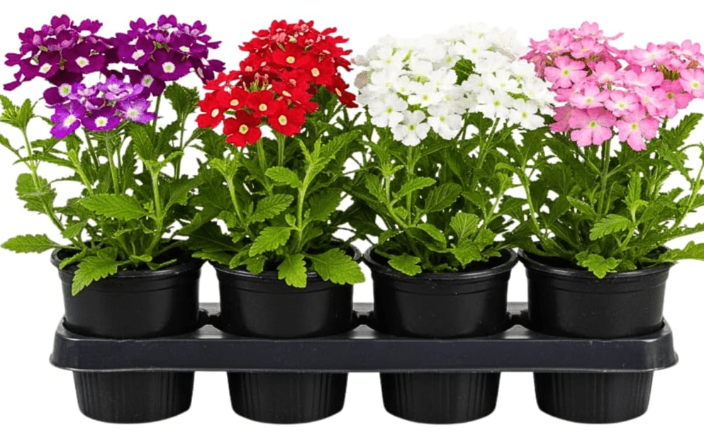2 Assorted Verbena Plants, Perennial Flower Plant, 4-7 Inches | Loose Draining Soil, Long Blooming Flowers, Landscape Borders, Patio Containers,