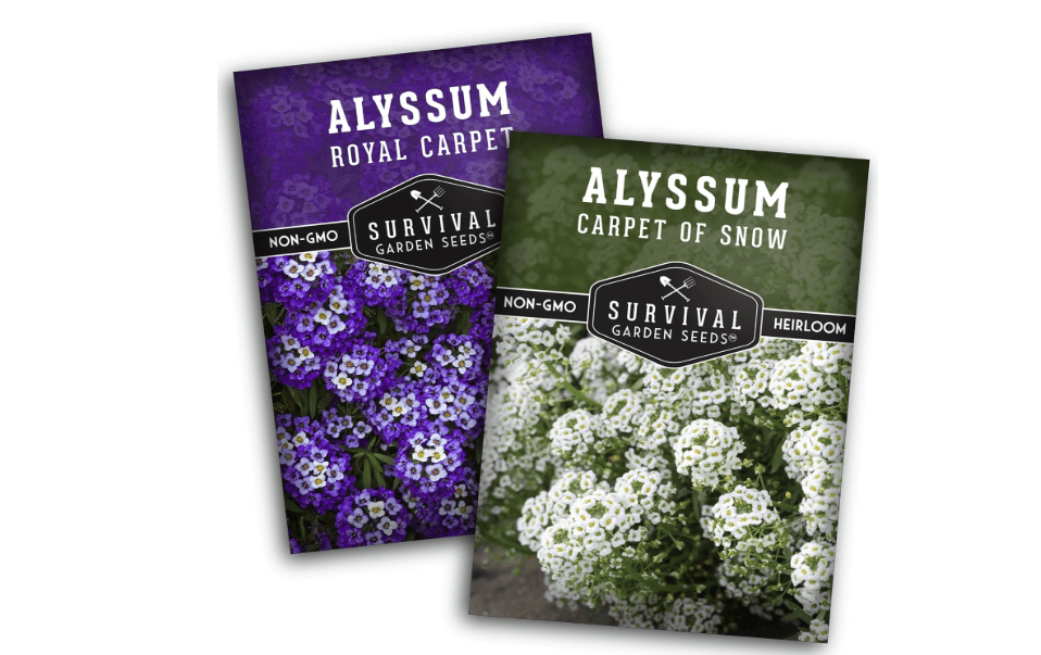 
Sweet Alyssum Seeds for Planting – 2 Varieties - Survival Garden Seeds | Purple Royal Carpet & White Carpet of Snow Alyssum – Seed 