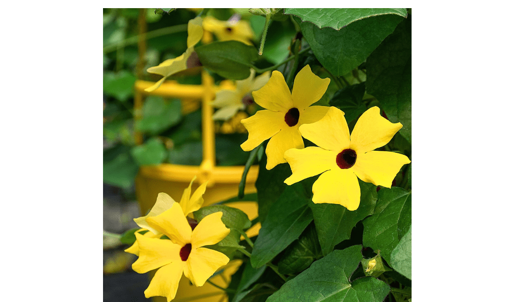 
Park Seed Black-Eyed Susan Vine – Twining Summer Annual with 1–2 Inch Yellow to Orange Blooms, Ideal for Fences, Gates, and Containers