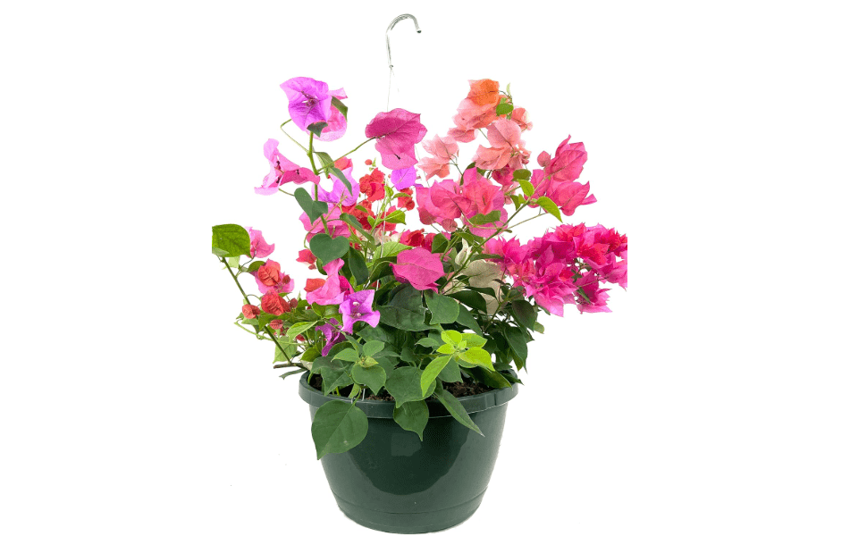 Bougainvillea Hanging Basket - Live Plant in a 10 Inch Hanging Pot - Multicolor - Beautiful Flowering Shrub for The Patio and Garden