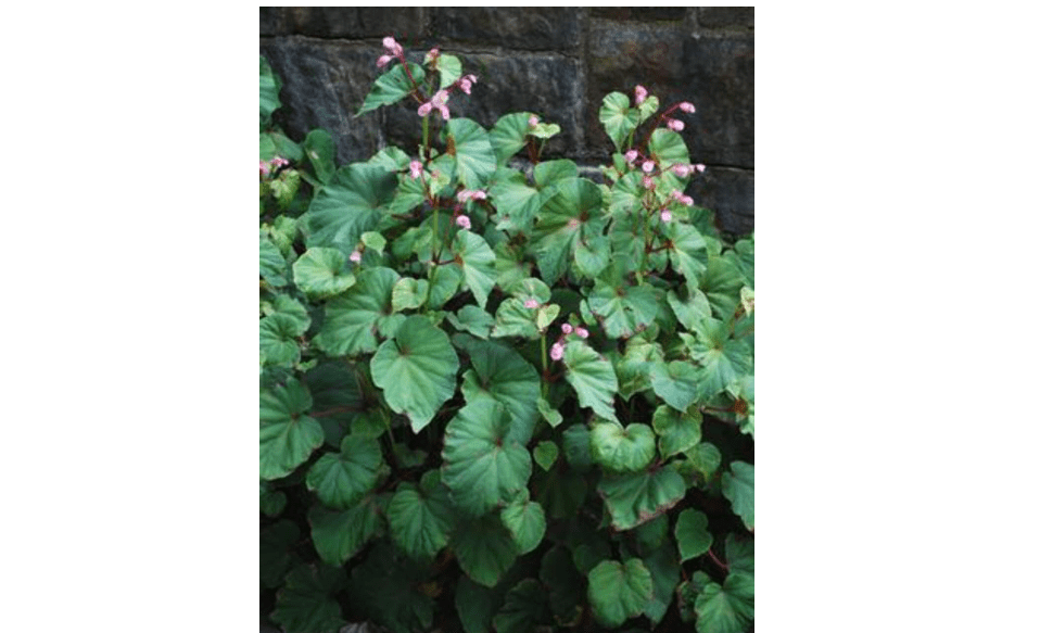 
Perennial Farm Marketplace Begonia grandis (Hardy) Perennial, 1 Quart, Pink Flower