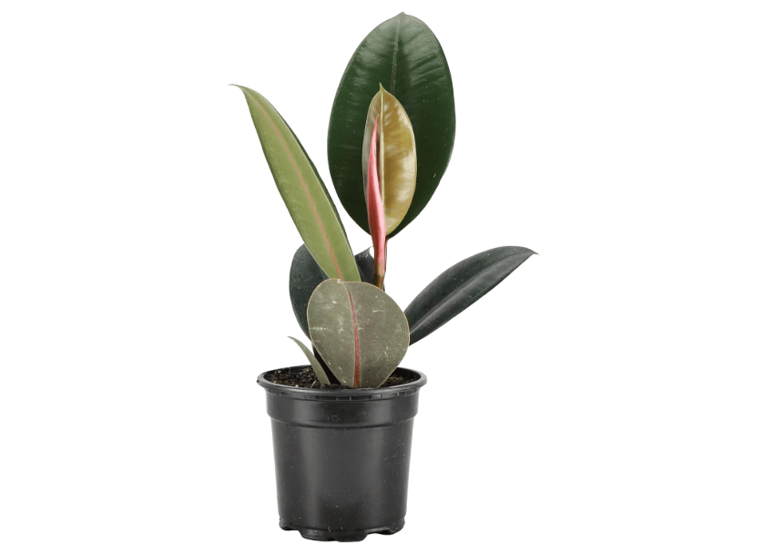 
Thorsen's Greenhouse Ficus elastica, Live Indoor Plant, Rare Variety, Natural Air Purifier, Burgundy Rubber Plant, 4-Inch Diameter Pot (Nursery 