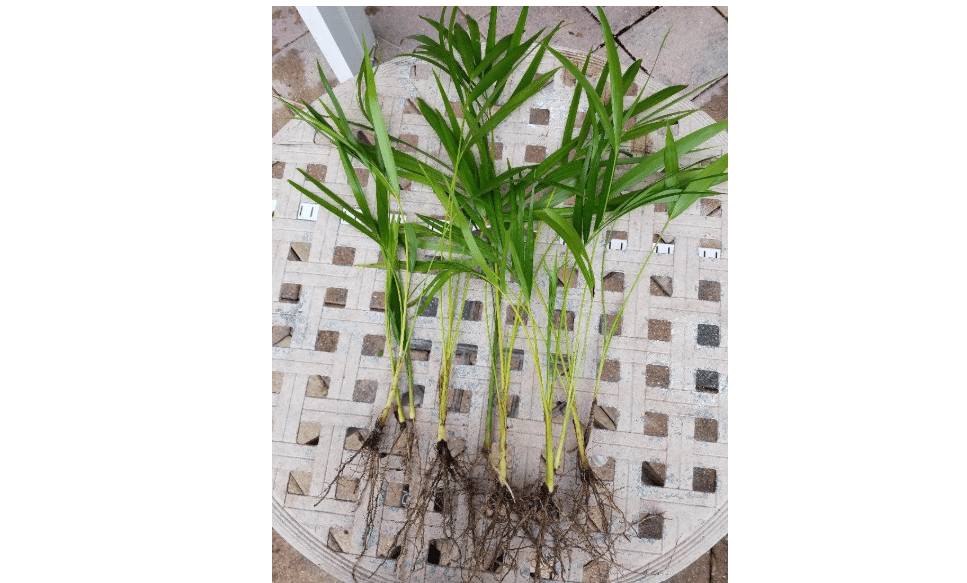 
Areca Palm Plant Dypsis lutescens Easy to Grow!! [PF015]