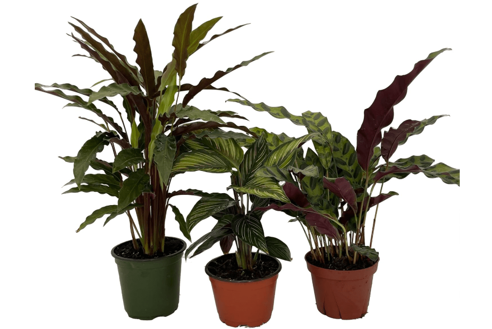 Calathea Assortment - 3 Pack in 4" Pots