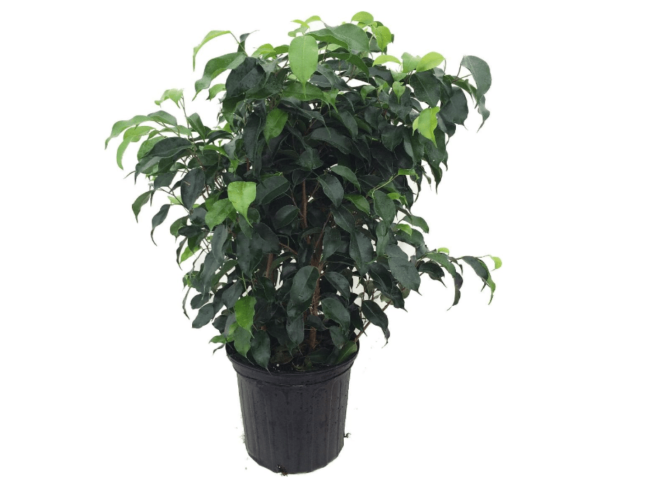 
Wintergreen Weeping Fig Tree - Ficus - Great Indoor Tree for Low Light - 8" Pot