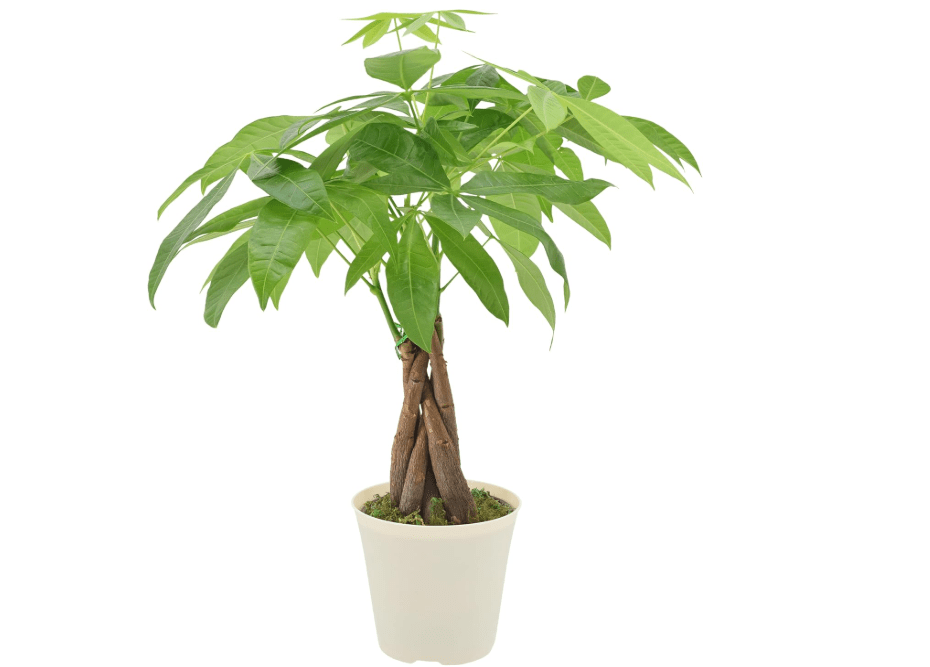 
Live Braided Money Tree Pachira Aquatica Indoor Houseplant in Arcadia Garden Product's Branded Plastic Pot, Tropical Plant Collector Gift for Home