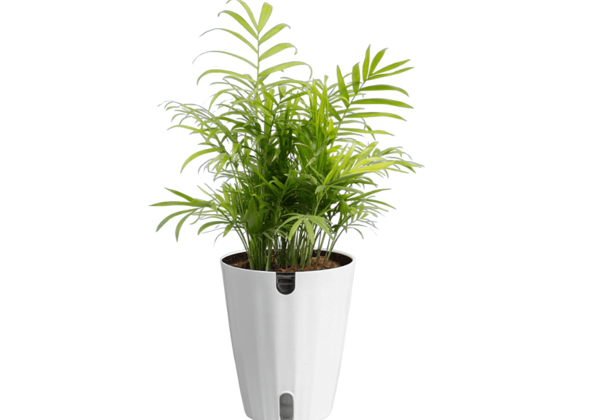 
Costa Farms Palm, Live Indoor Plant, Tropical Decor, Air Purifying | Lush tropical palm, easy in bright indirect light. Ideal housewarming or birthday