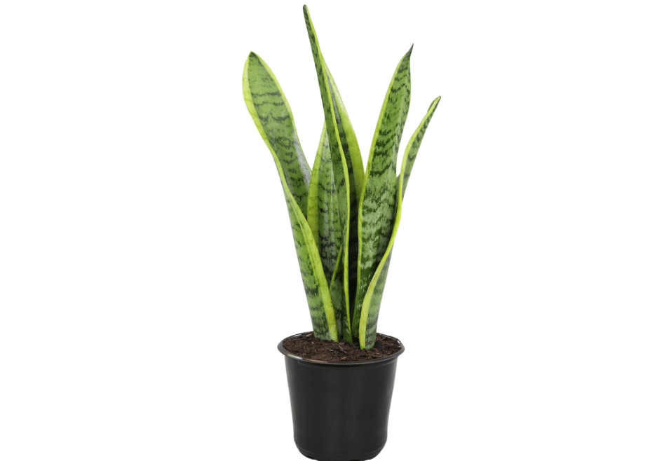 
Altman Plants Live Snake Plant (Laurentii), Approx. 30" Tall, Virtually Indestructible, Easy Succulent Houseplant, 4 in Pot