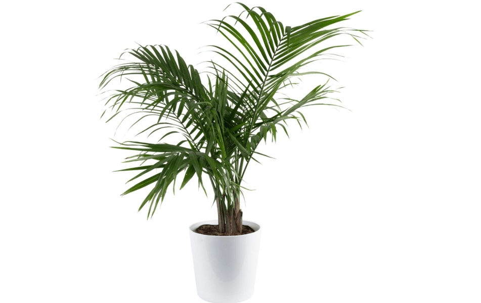 
Costa Farms Majesty Palm, Live Indoor Plant, Tropical Decor, Air Purifying | Graceful arching fronds, pet-safe tropical greenery. Pet-friendly and non-toxic