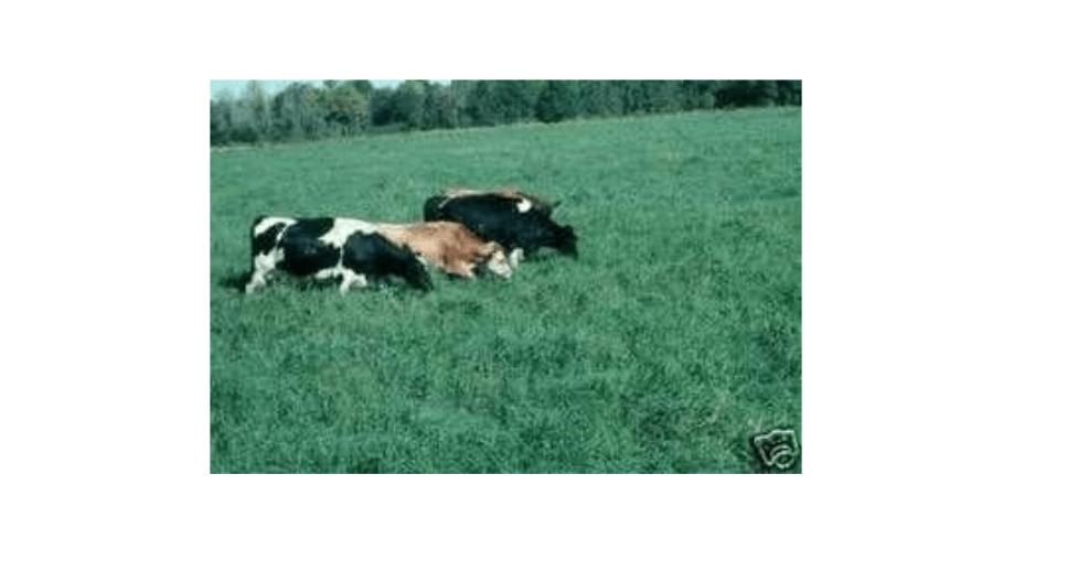 Tifton 9 Bahia Grass Seed - 5 lb