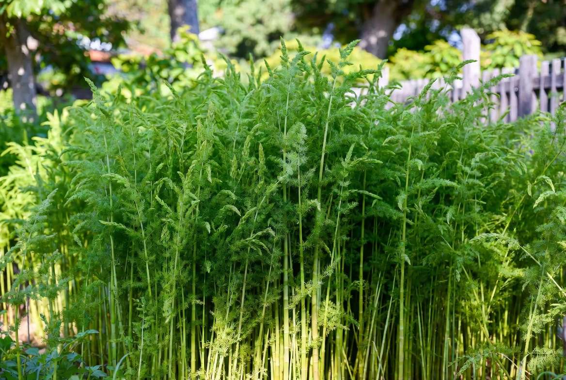 Mature thriving asparagus plants with tall ferns in established garden bed
