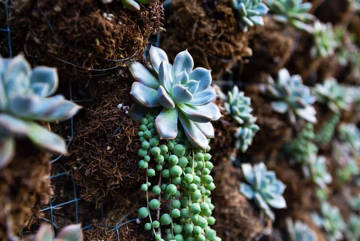 A close-up of compact rosette and trailing succulent plants in a living wall.