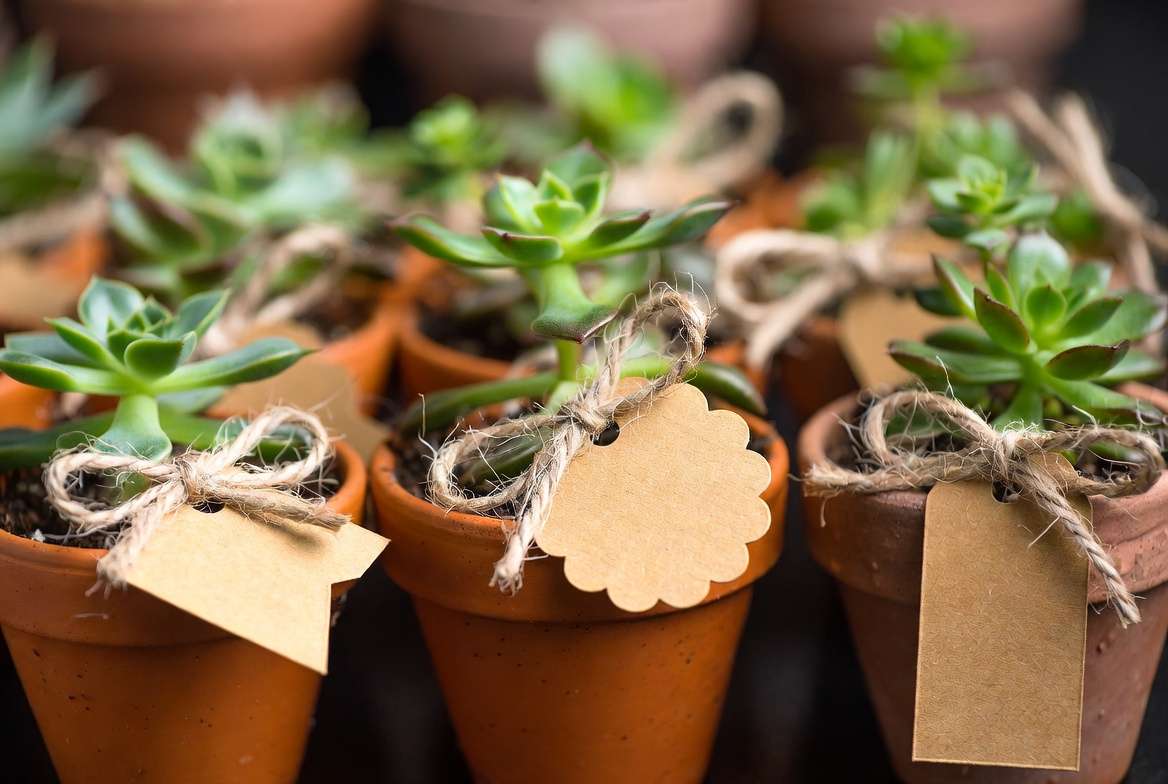 Rustic kraft paper succulent care tags attached to finished party favors.