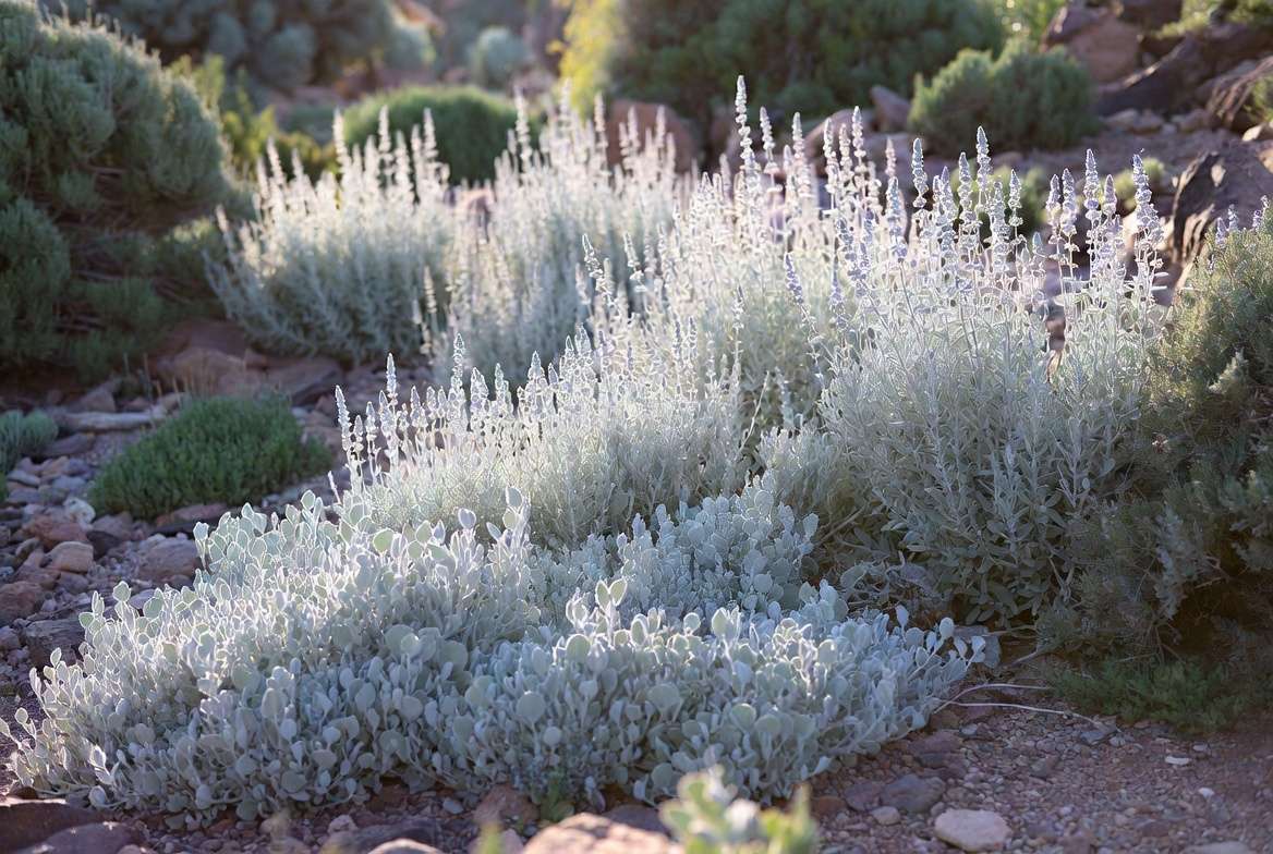 Sustainable water-wise garden featuring drought-tolerant silver plants in xeriscape design