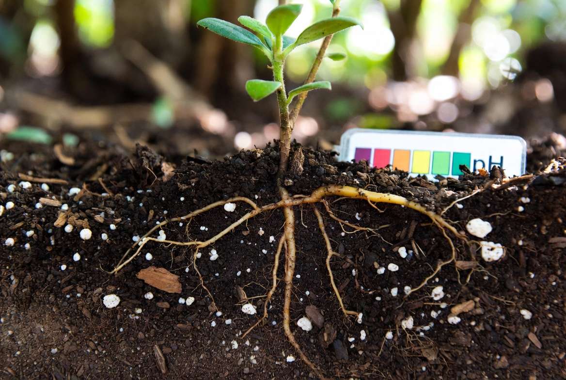 Acidic soil mix and pH requirements for growing miniature rhododendron plants