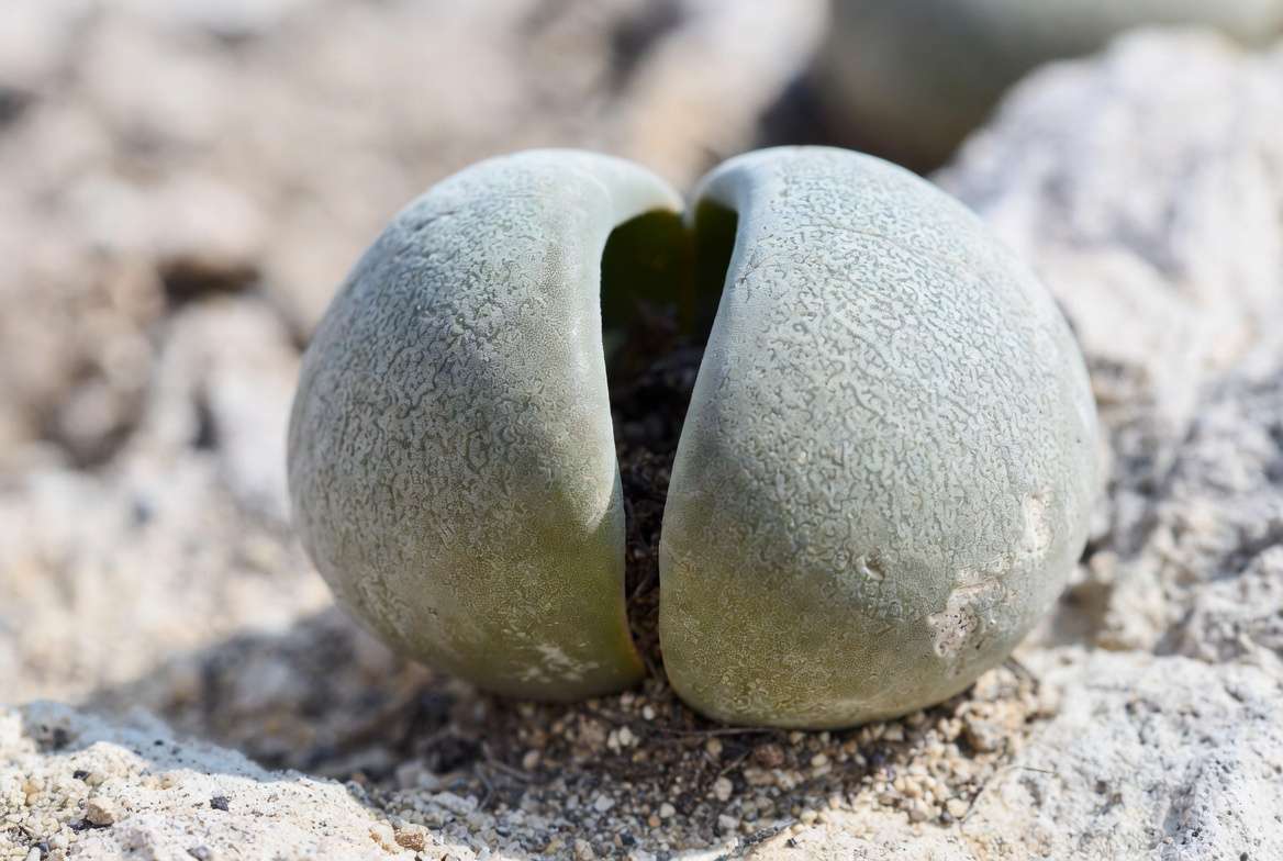Split rock plant Pleiospilos nelii showing characteristic leaf fissure and stony appearance