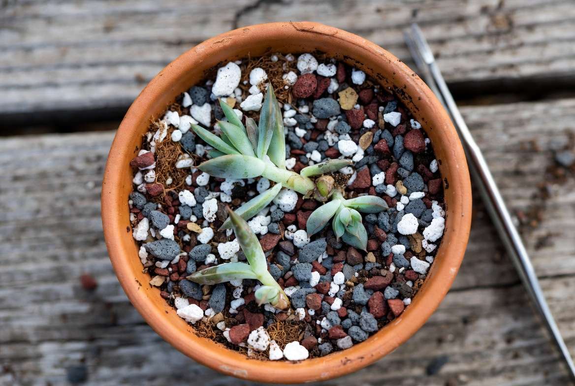 Close-up of a dynamic propagation mix in a terracotta pot, highlighting the chunky pumice, gravel, and coir texture essential for fast rooting.