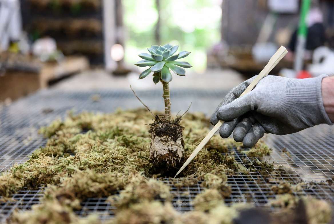 A close-up of hands planting a bare-root succulent through wire mesh and moss into a vertical planter.