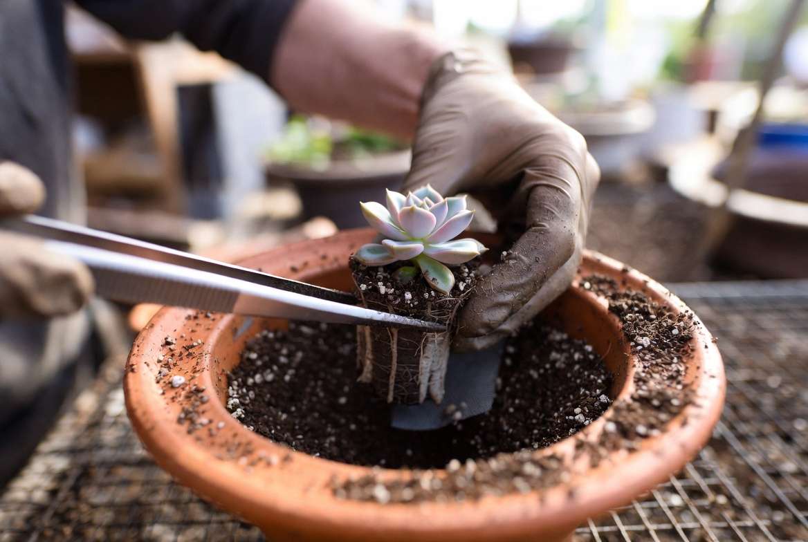 Gloved hands carefully planting a succulent rosette into a gritty soil mix within a terracotta bowl.