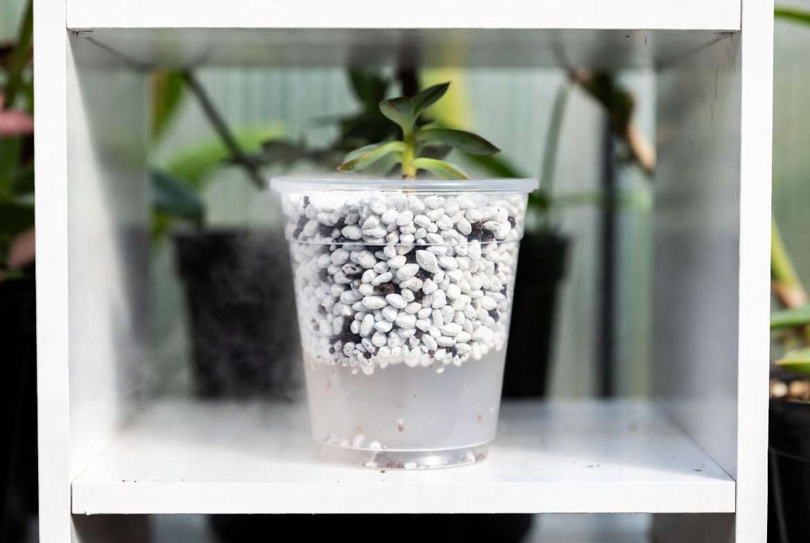 A clear plastic cup showing the setup for succulent stem propagation in pure, damp perlite