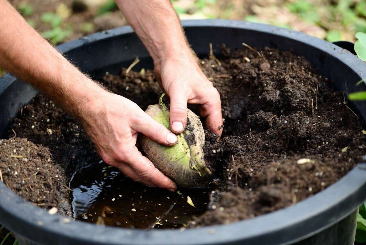 How to plant lotus tuber in container soil for successful growth