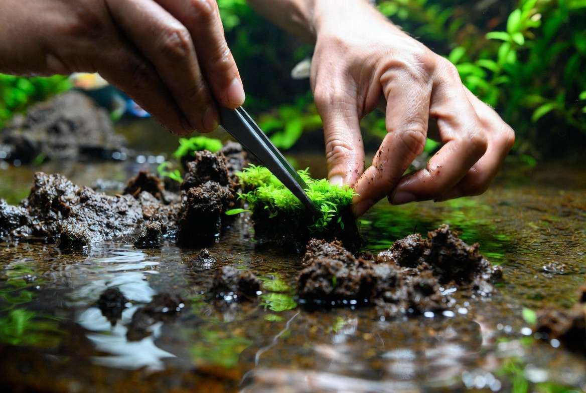tep-by-step planting technique for planted aquarium carpet plants using tweezers