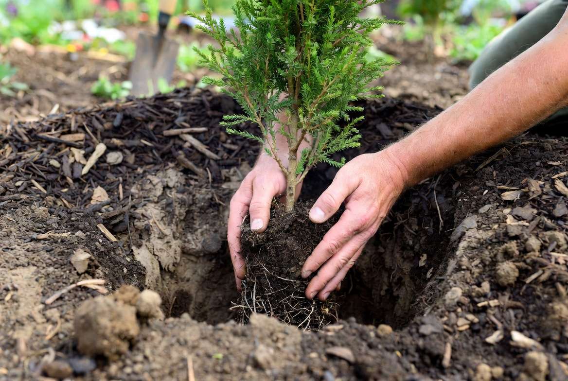 Proper technique for planting privacy trees and shrubs in garden soil